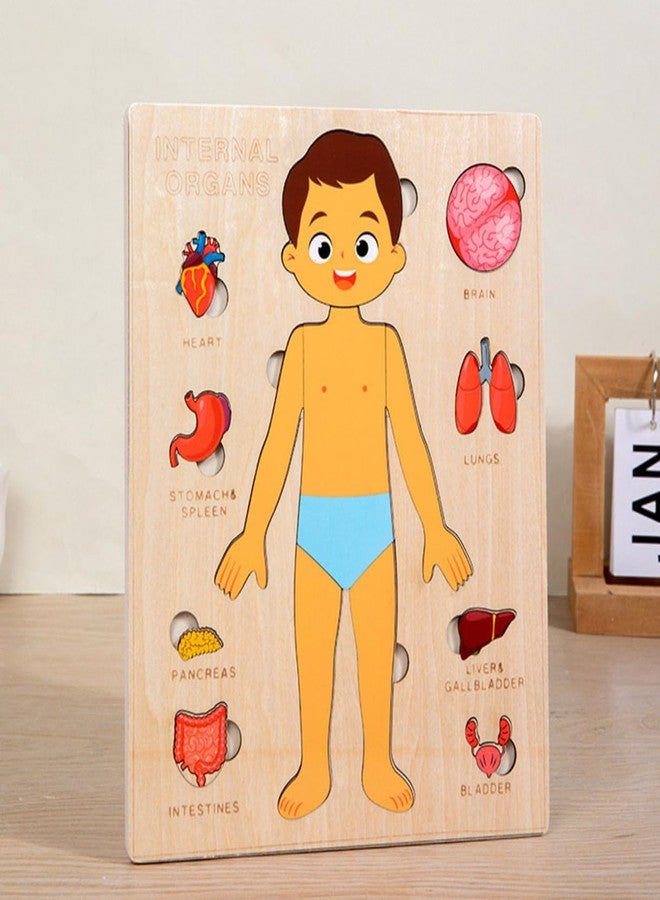 Gudong Montessori Jigsaw Puzzle of Human Structure Kids Human Learning Toy Anatomy Organ Model Anatomy Toy Children Human Organ Education Toys Human Organ Teaching Aids (Boy) - Image 3
